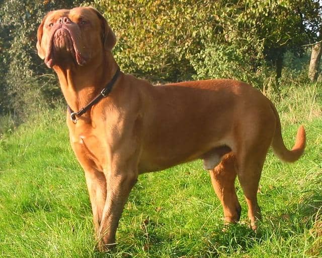 宠物狗快递到外地：安全、便捷的宠物运输新选择