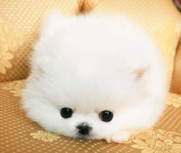 枣庄同城宠物狗电话:守护毛孩子的贴心助手