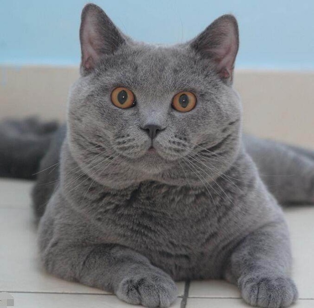 会动会叫电动宠物狗：打造你的虚拟宠物伴侣