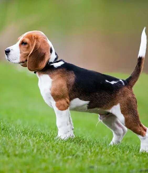 开宁宠物狗:温暖你心的毛孩子