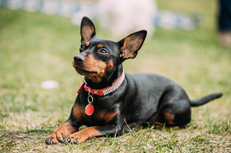 漂亮的宠物狗合照：记录每一刻的温馨瞬间
