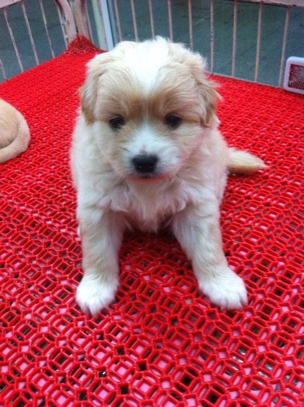 江苏韩系宠物狗:探寻独特魅力,打造宠物生活新风尚