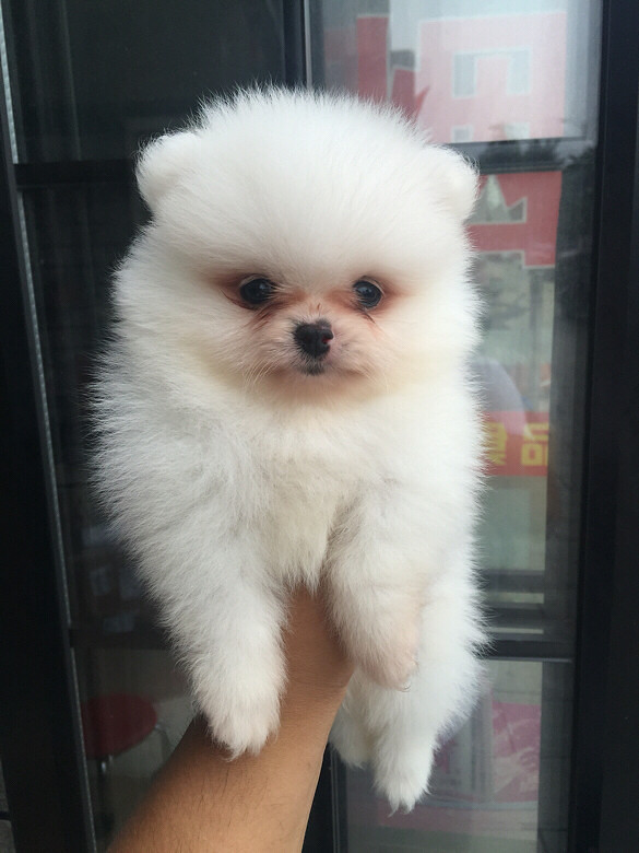 宠物羊VS宠物狗:谁更懂你的心?