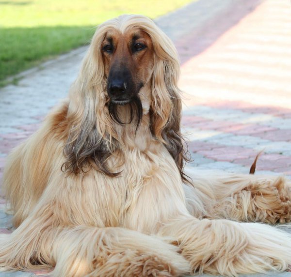 真正的电子宠物狗:科技与情感的完美融合