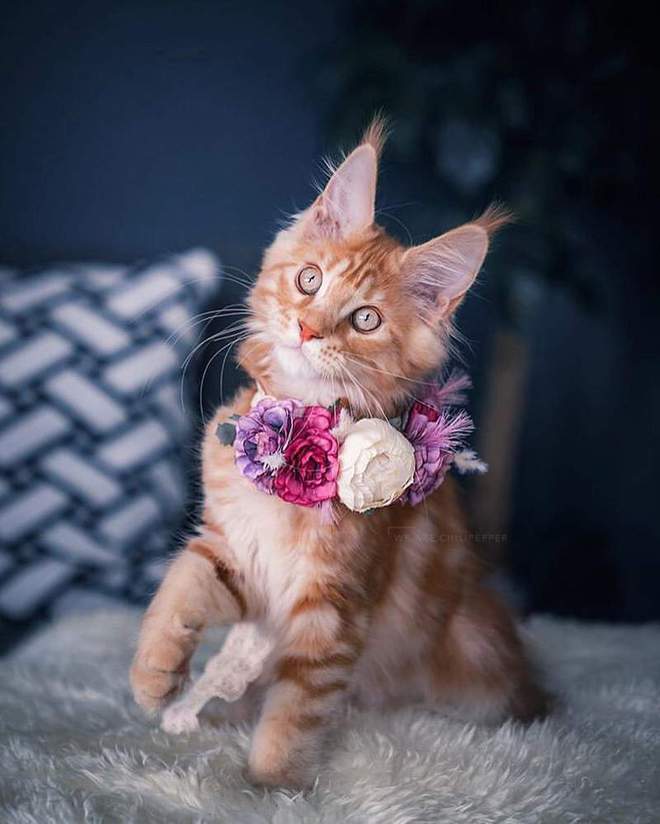 长春宠物狗金毛：忠诚伙伴的温馨故事