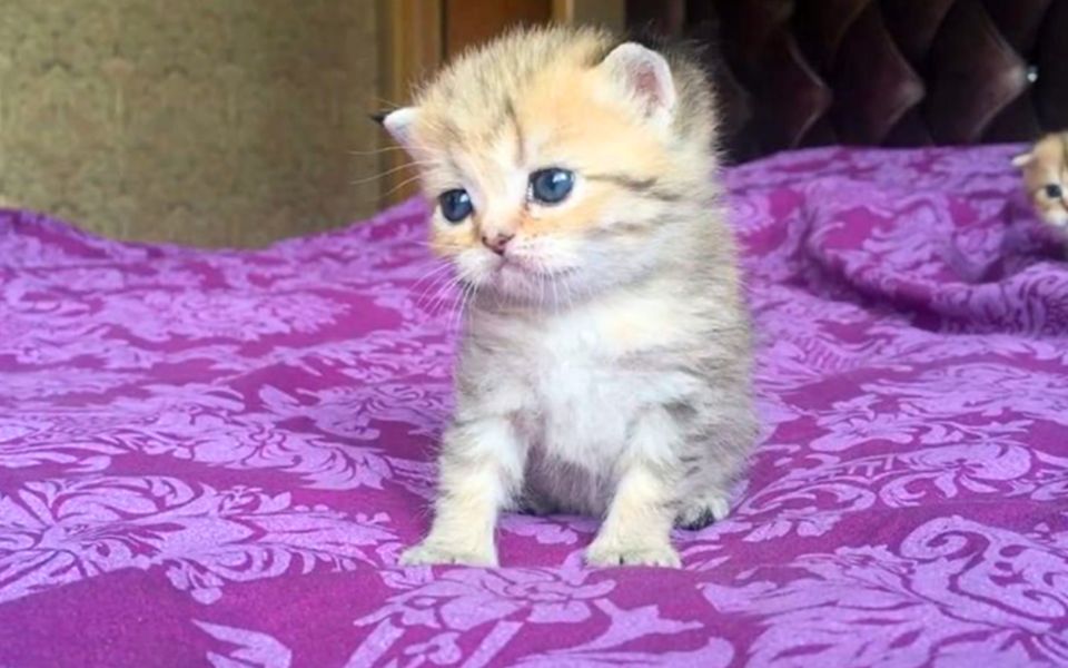 老人怎么选宠物狗？温馨指南助您找到最佳伴侣