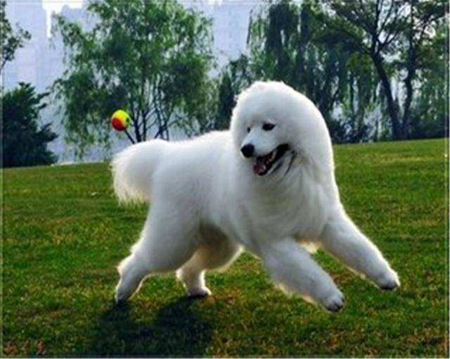 宠物狗被铁链咬伤：紧急处理与预防措施