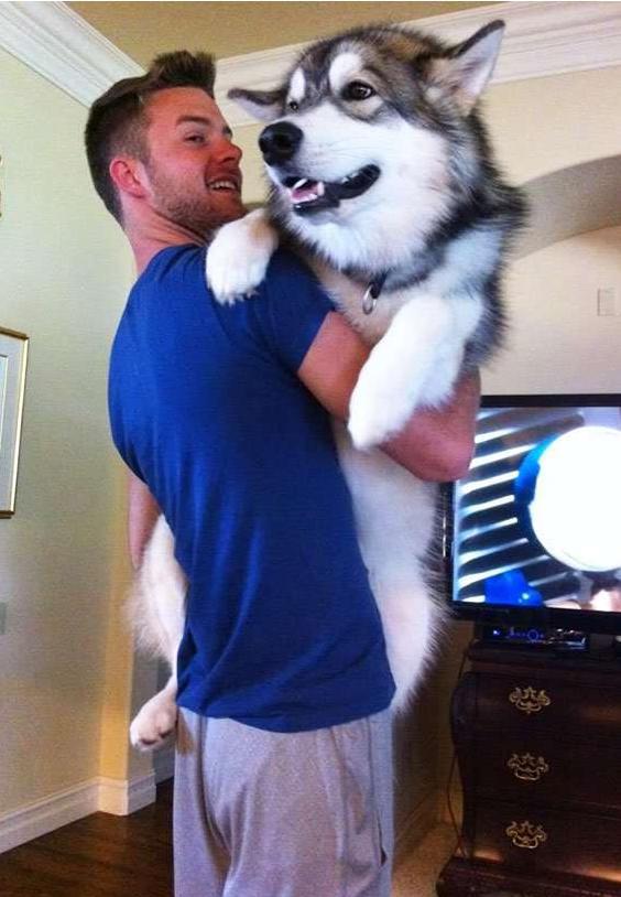 重庆宠物狗出门要求:安全与快乐的出行指南