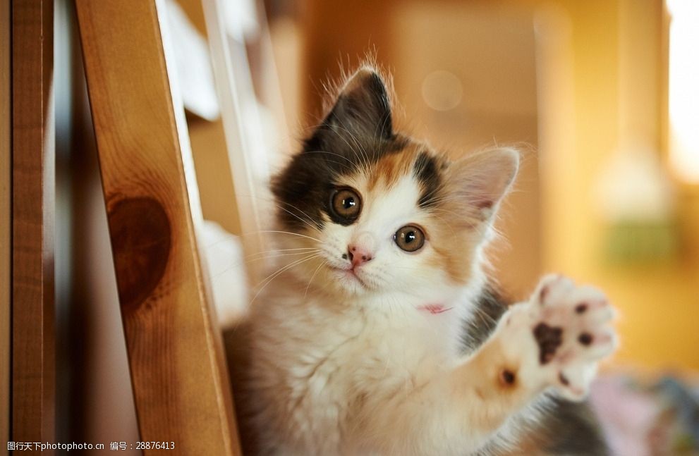 宠物狗雪纳瑞美容:打造爱犬最佳风采